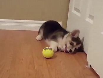 puppy_tennis_ball.jpg