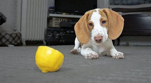 puppy_vs_lemon.jpg