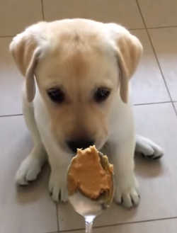 puppy_vs_peanut_butter.png