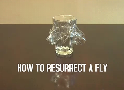 resurrect_fly.jpg