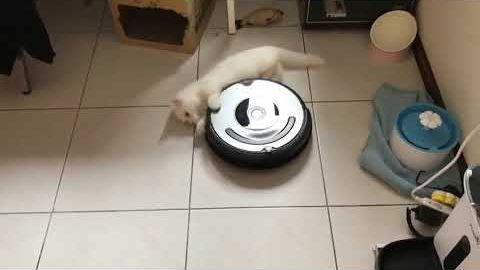 spinning_cat.jpg