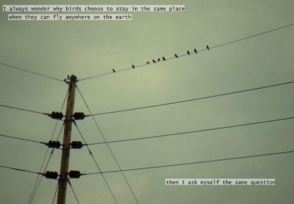thinking_about_birds.jpg