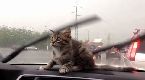wipers_and_kitty.jpg